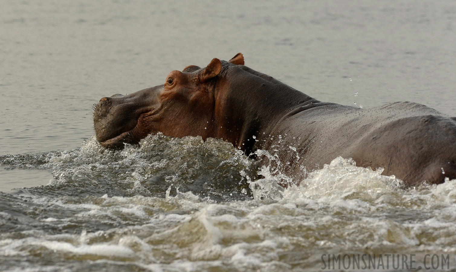 Hippopotamus amphibius amphibius [280 mm, 1/800 sec at f / 7.1, ISO 800]